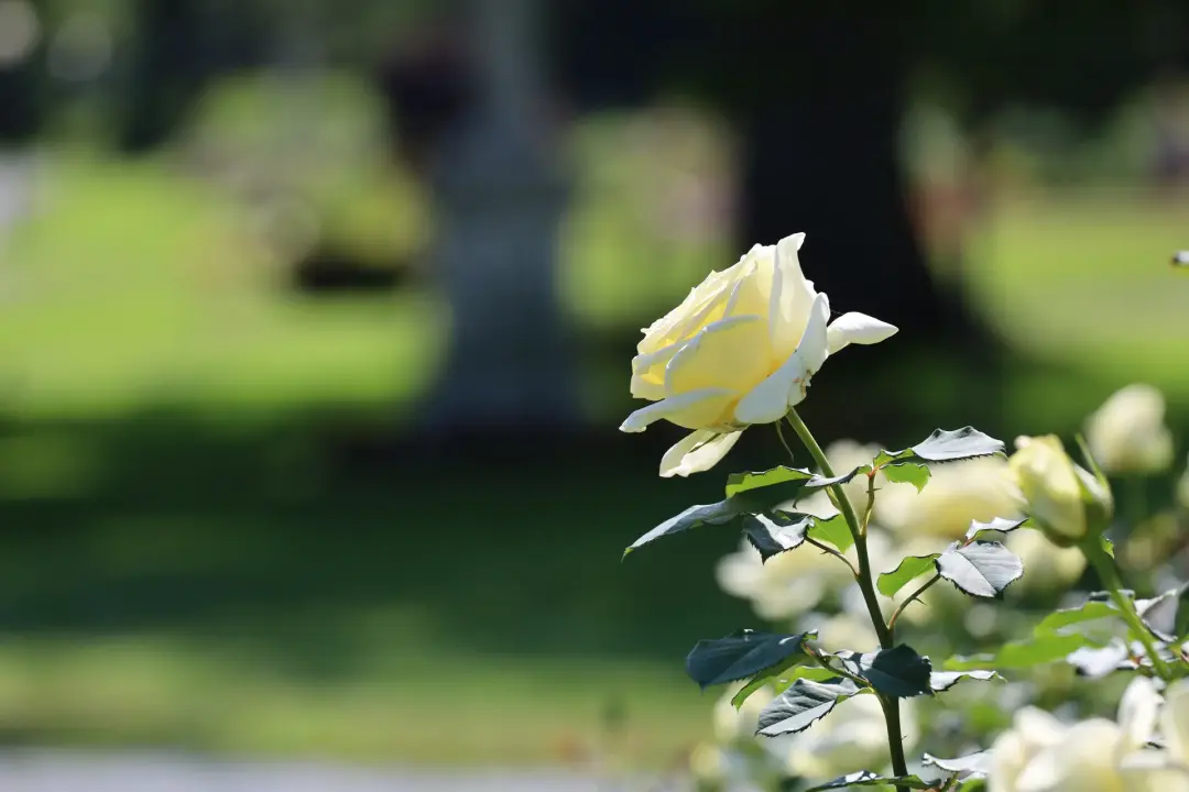 Choosing Funeral Transport