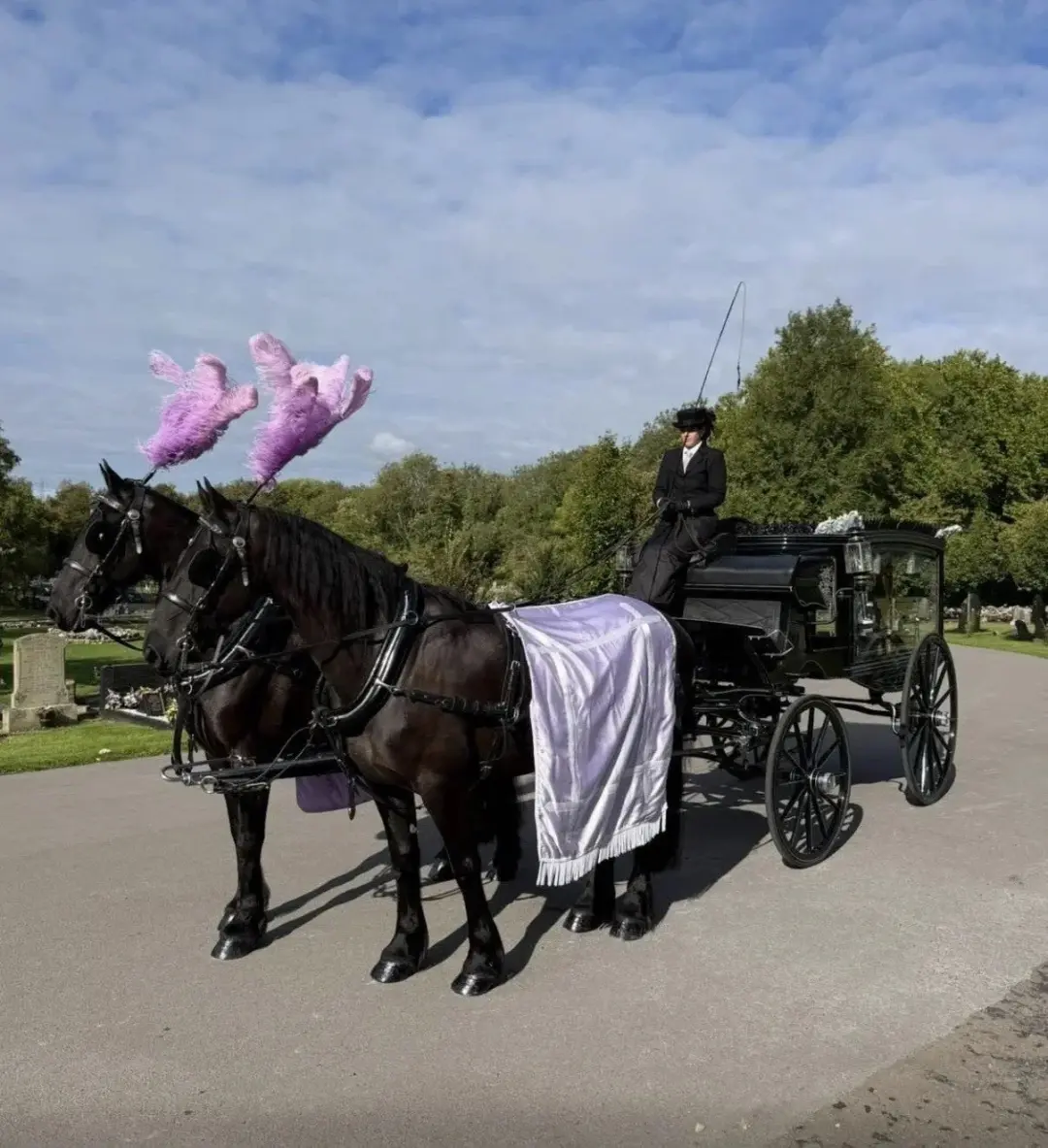 Pair of black horses with lilac plumes and drape drawing a black hearse