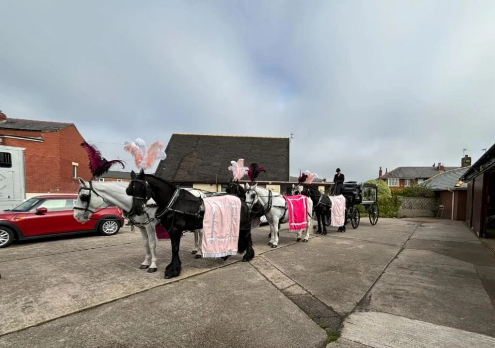 Domino team of black and white horses in pink drapes and plumes with a black hearse