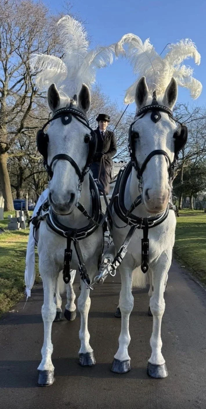 Front view of a pair of white horses in white plumes with a coachman in a top hat