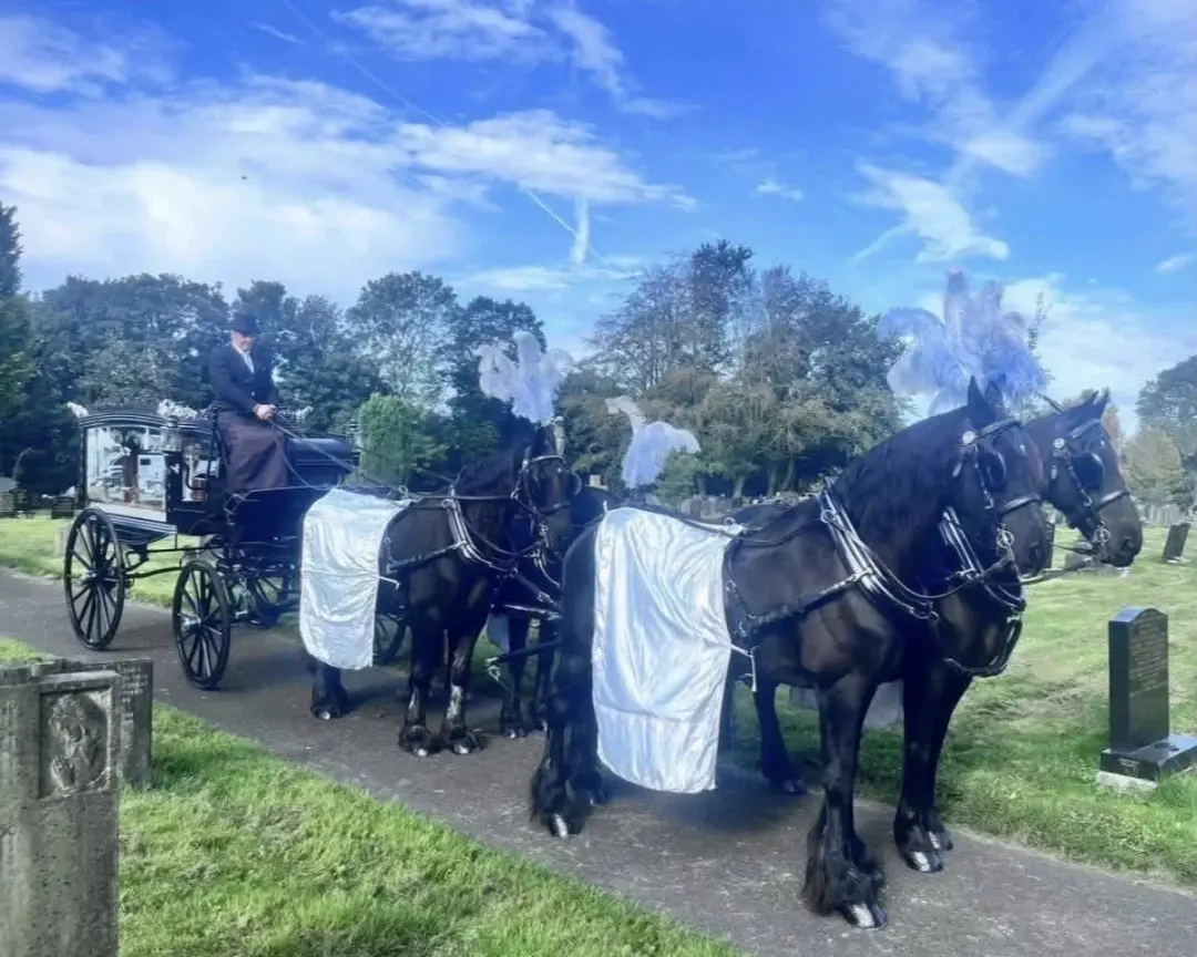 Black hearse drawn by a team of four black horses with white drapes