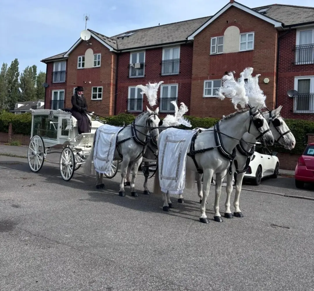 Team of four white horses in white plumes and drapes drawing a white hearse
